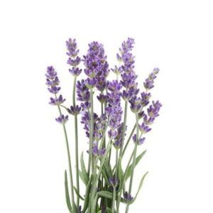 Vaporizer Kräuter Lavendel